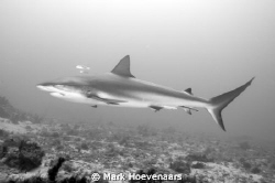 My first trip out with my new Nikon D90 and Aquatica A90 ... by Mark Hoevenaars 